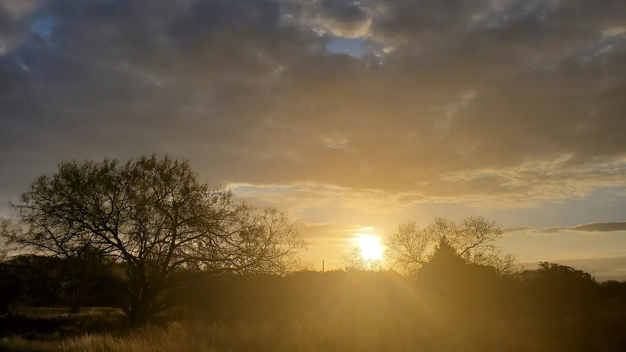 Sunrise through the trees under heavy cloud, the grass lit gold.