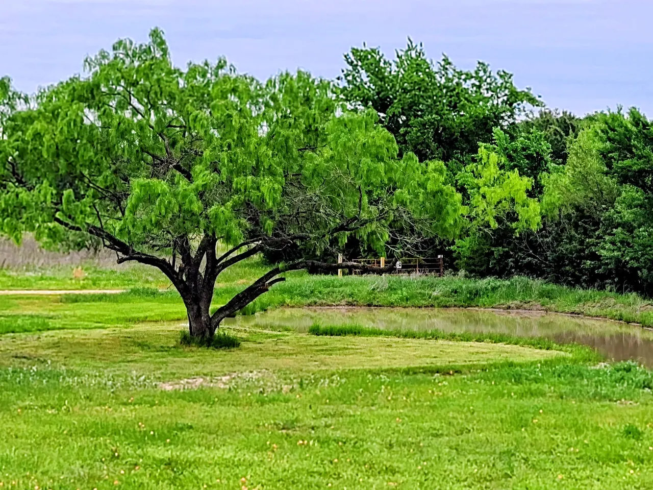 A wide, low-branched tree over green pasture beside a small pond at the ranch, with a line of trees behind.
